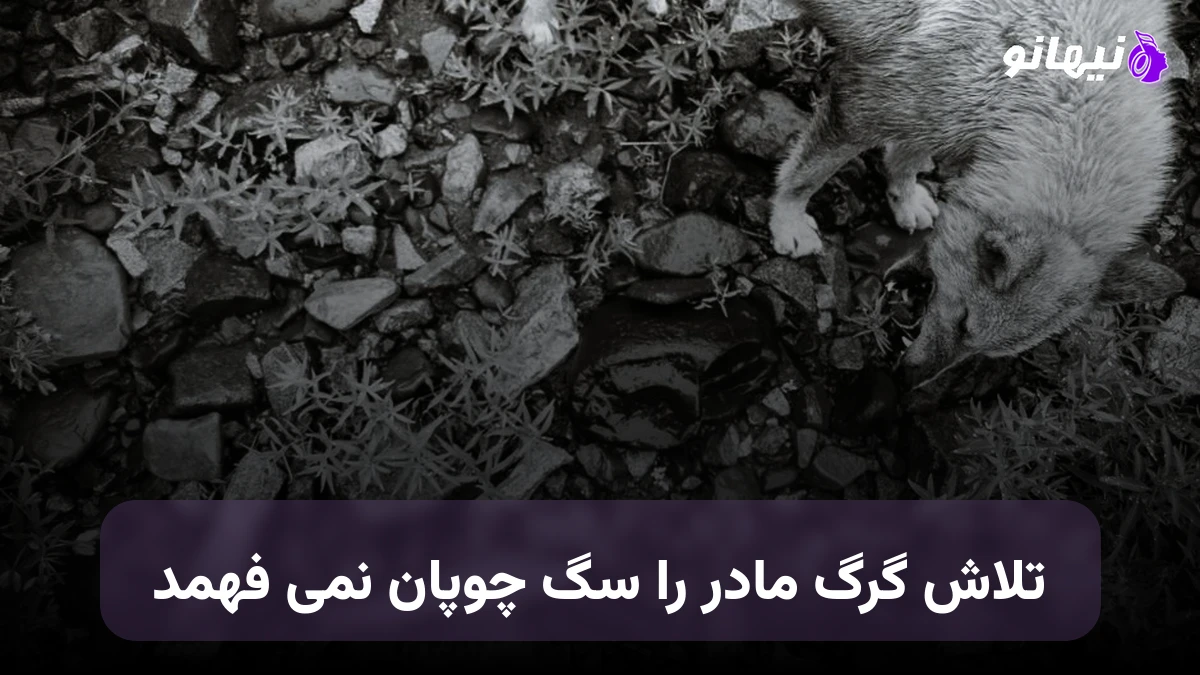 دانلود آهنگ تلاش گرگ مادر را سگ چوپان نمی فهمد هوش مصنوعی